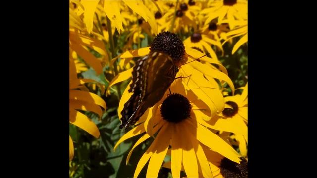 Red Spotted Purple Admiral/Thoughts of Never. 13, August 2014.