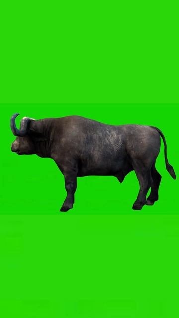 BULL #1 #animation #free3d #greenscreen