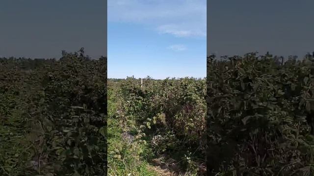 Урожай малини в 2021 року, як він росте