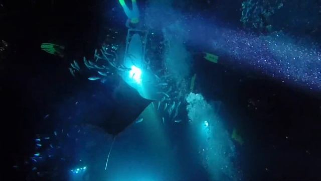 Manta Ray Night Dive