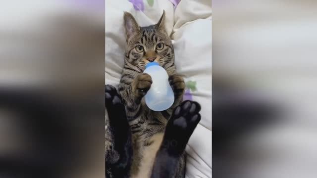 🤣🤣🤣 СМЕШНЫЕ ЖИВОТНЫЕ ЛУЧШИЕ ПРИКОЛЫ С КОТАМИ, СОБАКАМИ, ЖИВОТНЫЕ, СМЕШНЫЕ ВИДЕО