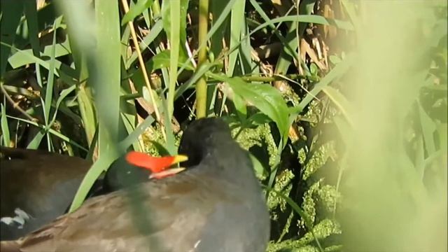 2016  12 06 ВЛЮБЛЁННЫЕ РОДИТЕЛИ
