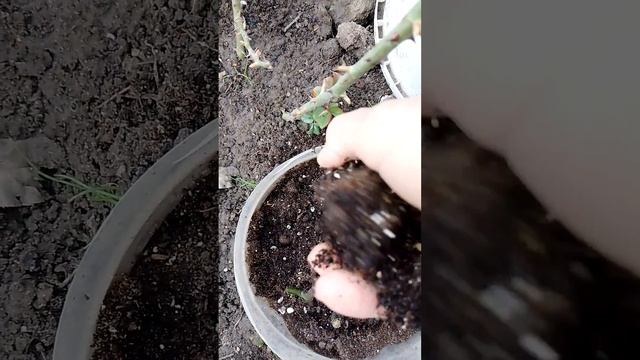 посадить манго. эксперимент