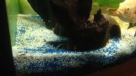 Acquario 190l con cherax quadricarinatus 2 astronotus e 2 plecostomus (come si costruisce la tana)
