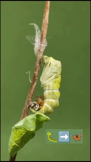 caterpillar to butterfly cocoon timelapse #mobilephotography #naturevideo