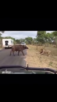 Не испугался и заступился 😎😎 #рек #животные #лев #страх #рекомендации #shorts