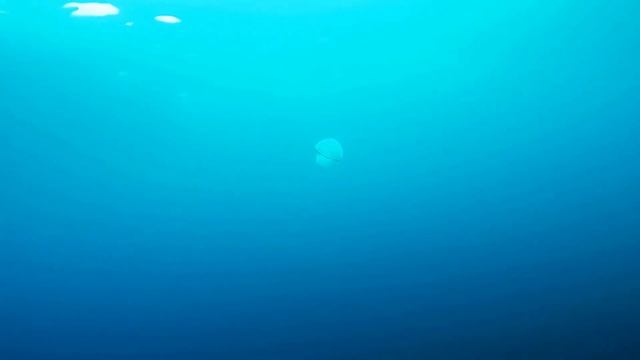 Meduse Rhizostoma pulmo