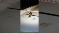 Рысь Карелия