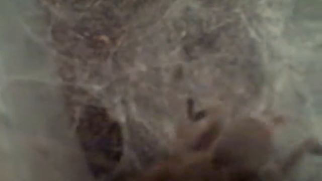 feeding C Guanxiensis