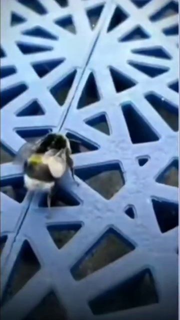 вутето поворот это же пчеловод
