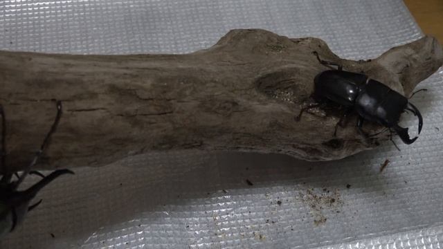 ダイオウヒラタクワガタ対キロンオオカブト(コーカサスオオカブト）①/Dorcus bucephalus VS Chalcosoma chiron