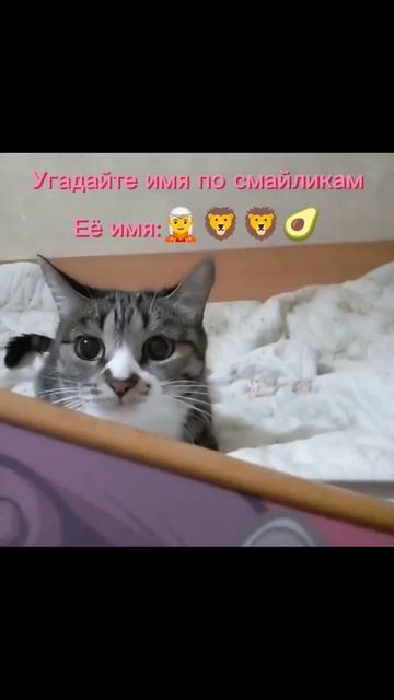 Какое имя у кошки?#catshorts #shorts