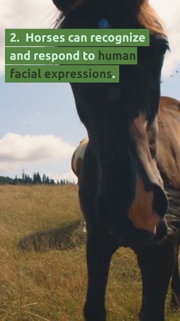 3 Facts you may not know about Horses 🐴 #animals