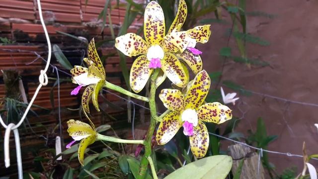 A adaptação das orquideas...pq elas ñ florem...guttata tipo 7 vidas