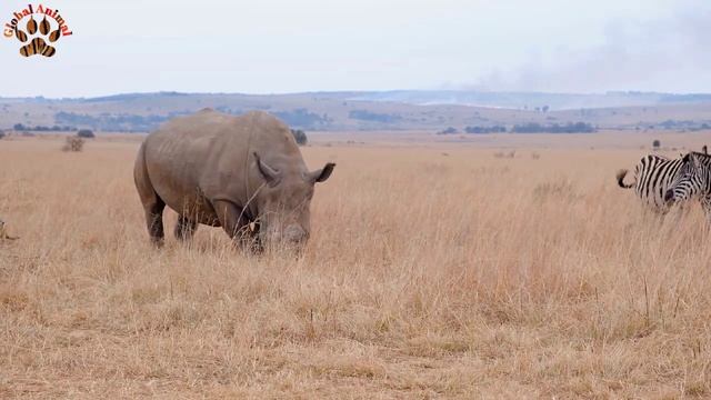 rhinoceros attack | rhinoceros animal