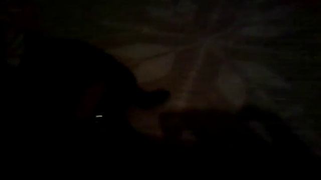 Черепахи