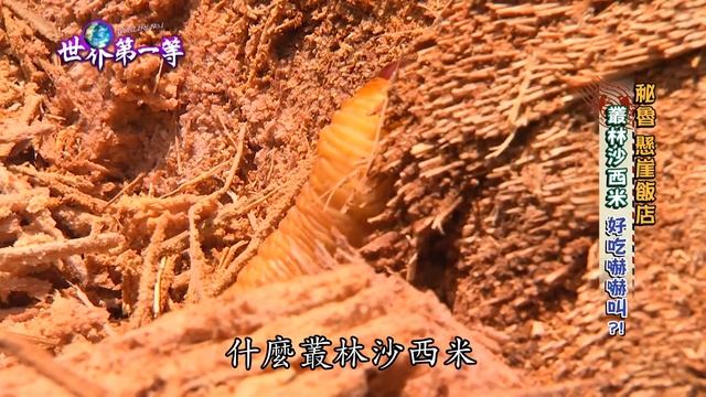 【祕魯】拇指粗象甲蠕蟲 叢林沙西米蛋白質爆表（道地美食 Suri）｜《世界第一等》809集精華版