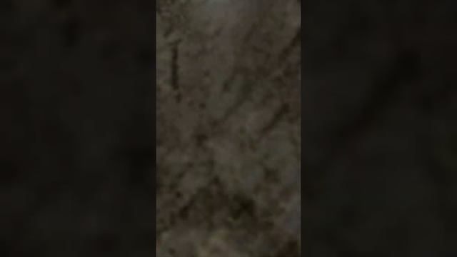 Як мурахи живуть на деревах