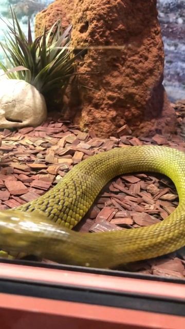 Taipan #snake #taipan #nature #ytshorts #animal #sub #youtuber #amazing