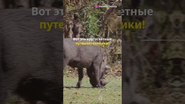#hunting #охота #кабан #subscribe #факты