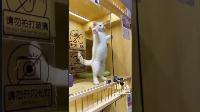 Вот это прикол
