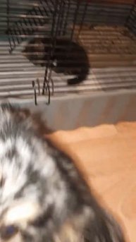 Ну кто-то ведь должен охранять... #соболь #соболь дома #animals #соболь_Фанта
