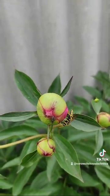 КАК ОСА ОХОТИЛАСЬ ЗА МУХОЙ🤣