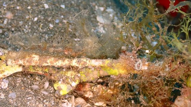Melibe Nudibranch