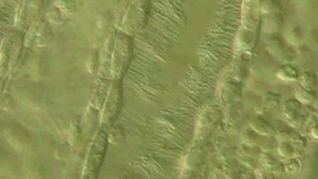 Ciona intestinalis, Cilia