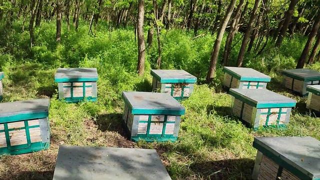 Beekeeping. Рапс отцветает, зацветает акация.