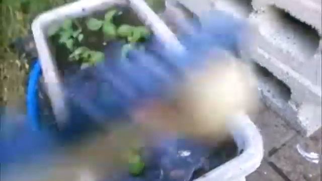 ヨトウムシ2017