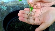 Easy and fast method for growing and planting goldenberry fruit trees from fruit seeds. #gardening