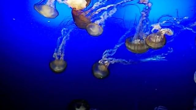 West Coast Sea Nettle