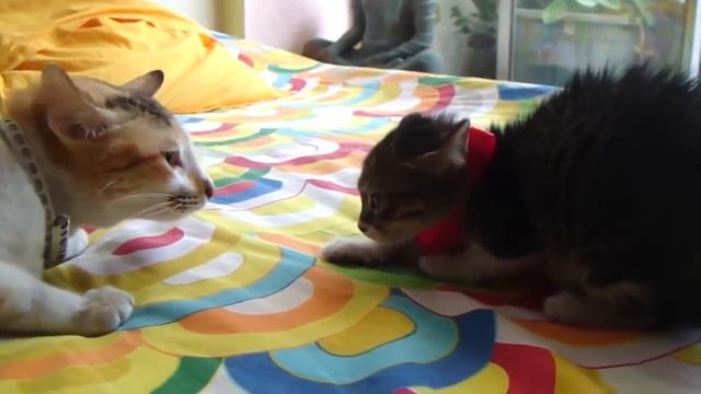 Котёнок знакомится с кошкой