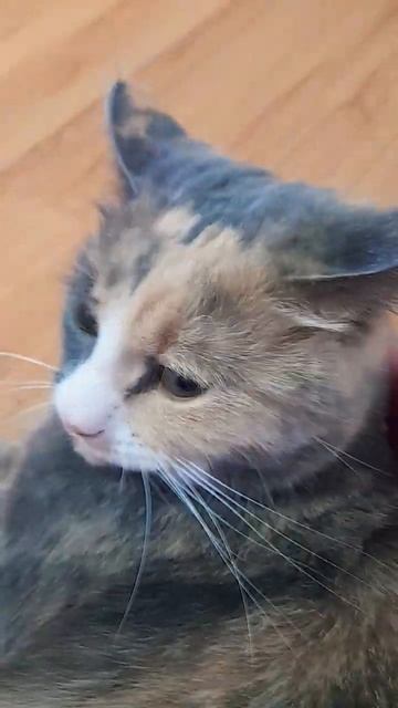 кошки танцуют под этот звук