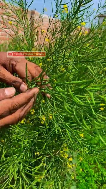 कहाँ से आता है सरसों  का तेल ? कौनसा पौधा और कैसे देता है सरसों का तेल ? || How Mustard Oil  #garde