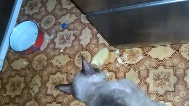Кот ест сырую картошку...)))