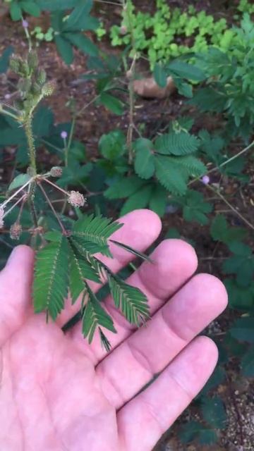 Пугающееся растение