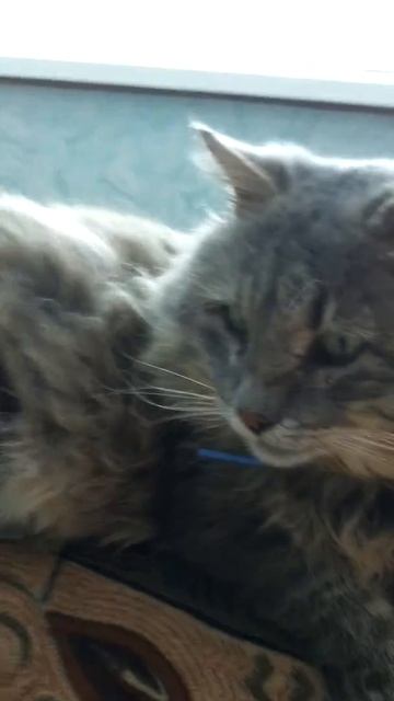 Реакция кота на звуки других котов!