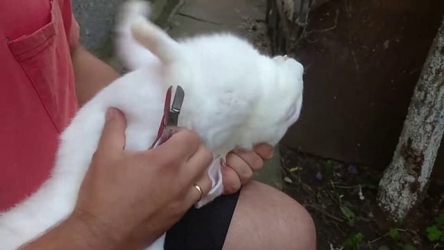 Неправильний прикус у кролика, підрізка зубів#зуби#кролик#підрізка#шаблезубий