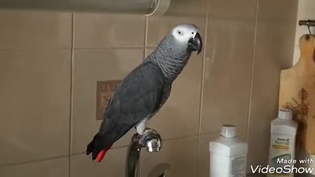 УГАРНОЕ ВИДЕО ПРО КИРЮШУ-БОЛТУШУ!