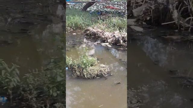 Horticulture Contaminated water chestnut