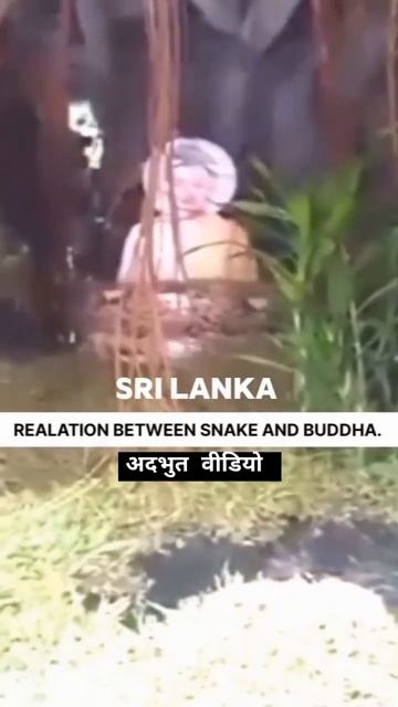 relationship between snake 🐍and Buddha|| #snake #buddha #trending #viral #youtubeshorts