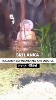 relationship between snake 🐍and Buddha|| #snake #buddha #trending #viral #youtubeshorts