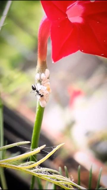 ants and mealy bugs on cypress vine, ganesh vel, tiny red star flower vine, #talegaondabhade #pune