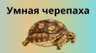 Умная черепаха