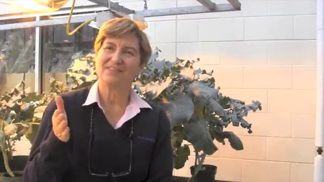 Canola School - Swede Midge a Pest on the Rise
