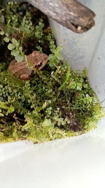 лягушонок 🐸
