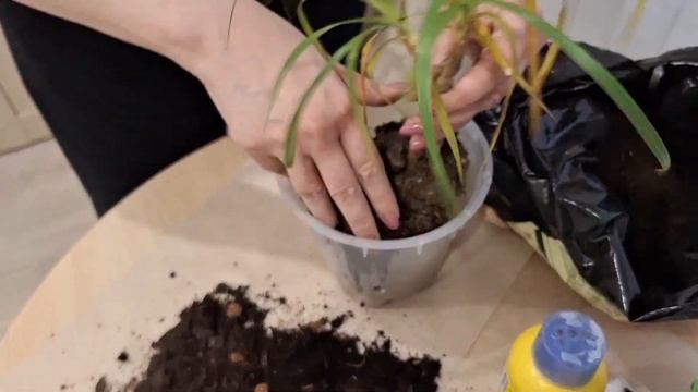 Драцена пропадает/Реанимация цветка