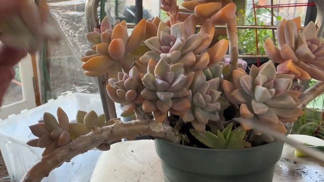 Succulent Care, thinning, choping heads and shedding leaves